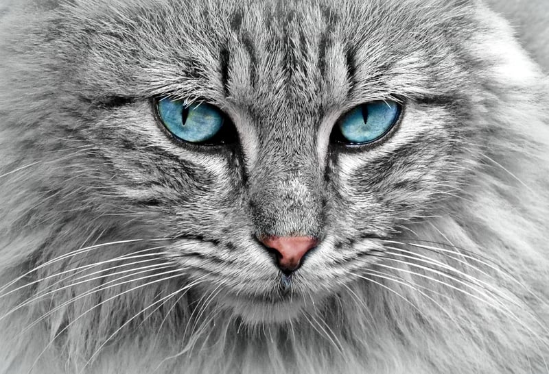 Fantasy Creature